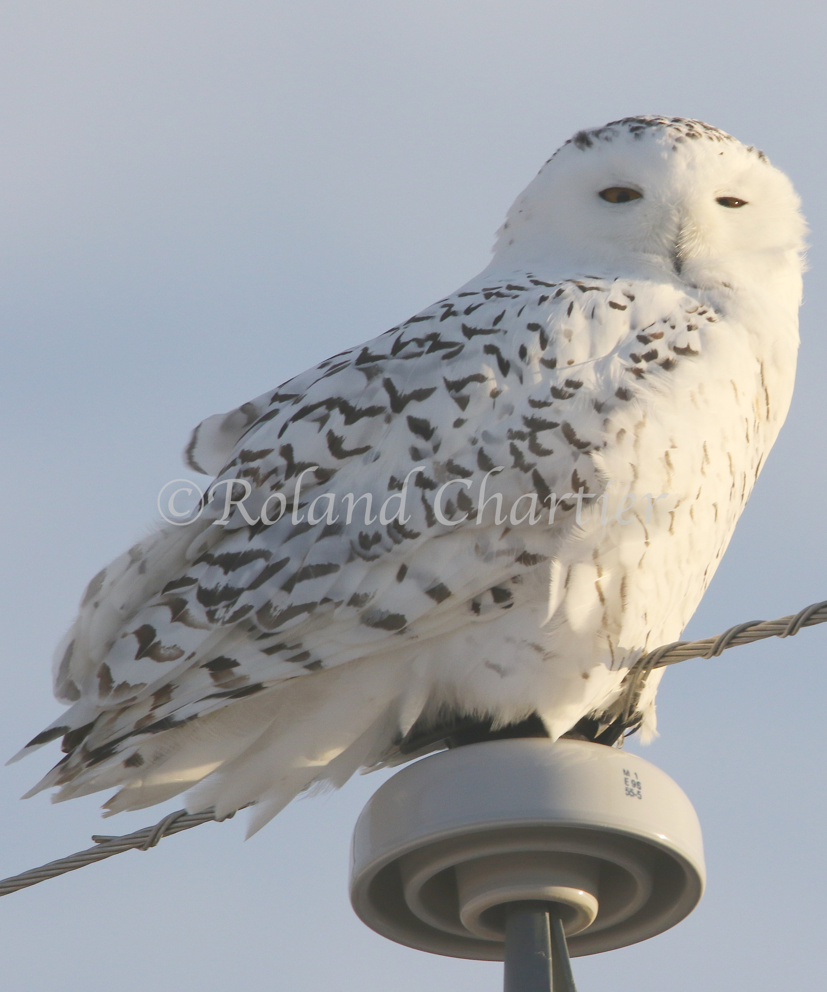 A snowy owl perched on an electrical tower